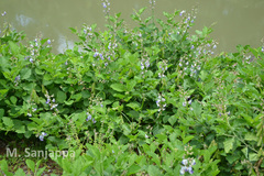 Crotalaria verrucosa